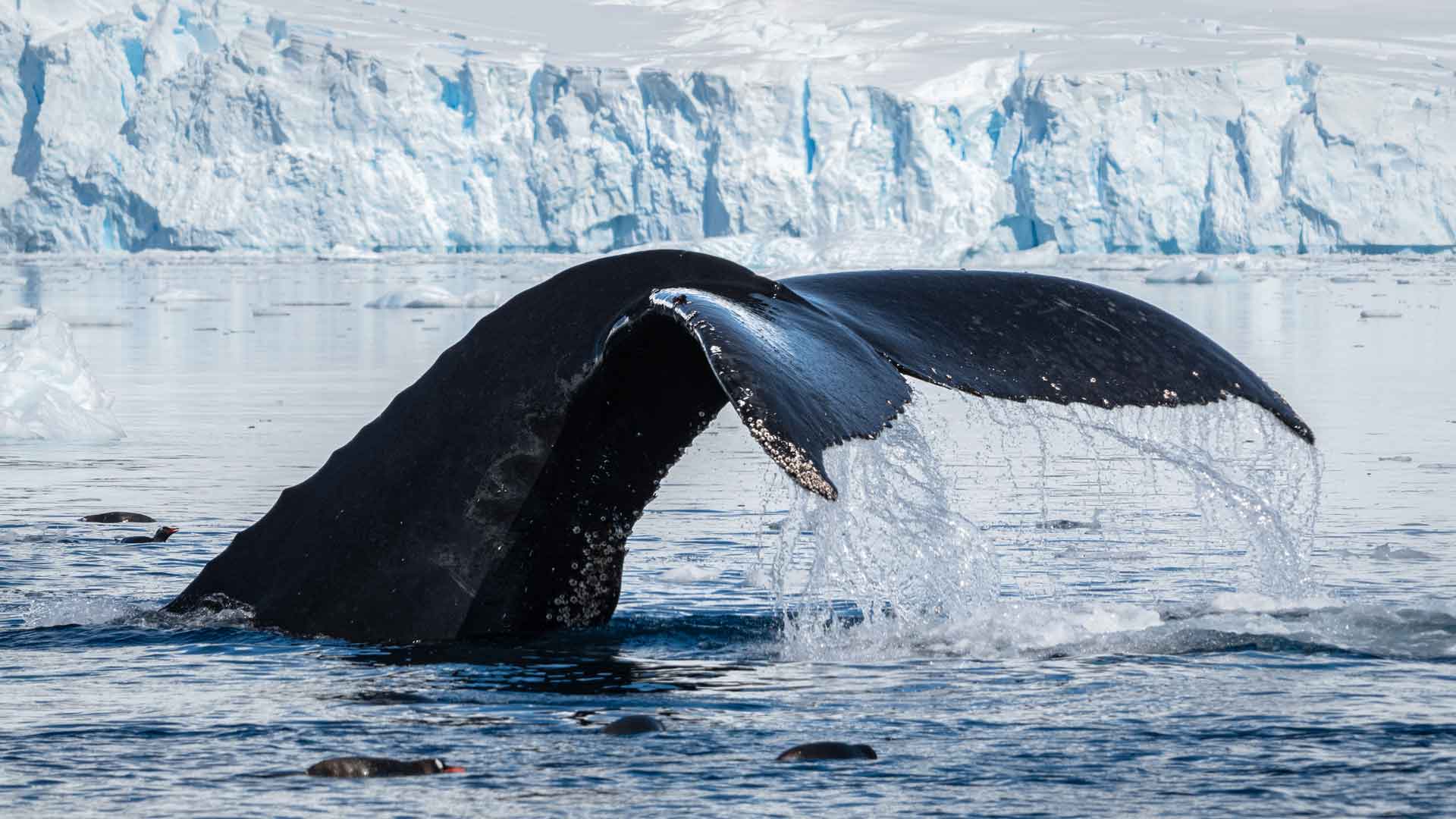 Antarctica_Danco_Island_Humpback_Whale_HX_45338_Photo_Yuri_Choufour